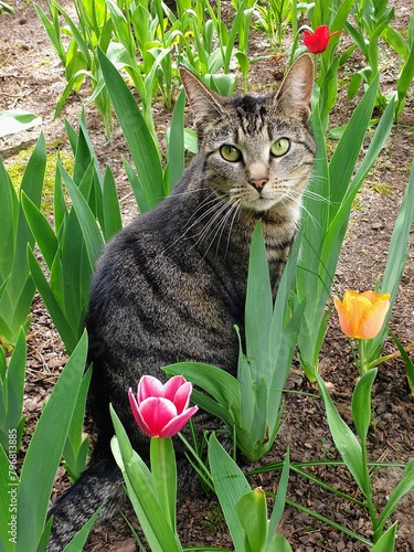 Beautiful cat sitting in a field of colorful tulips in springtime looking upwards