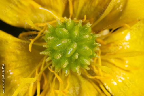 Extreme close-up of the buttercup (Ranunculs) flower