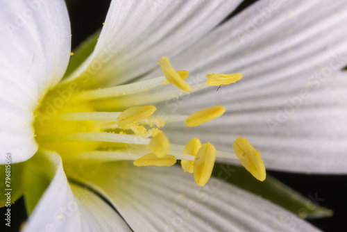 Close-up of the flower of Stellaria holostea  the chickweed 