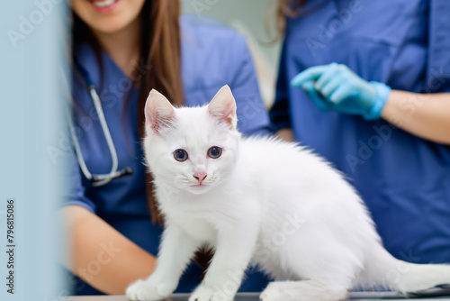 White kitten in a veterinary clinic. Veterinary clinic and cat. Vet and cat. Veterinarian carrying cat. White cat in a clinic. Sick cat. Vet clinic.