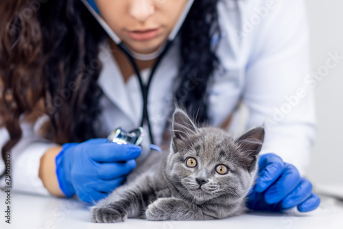 Grey cat being examined by a veterinarian. Veterinarian holding cat. Grey kitten in a veterinary clinic. Veterinarian with red cat. Red cat being examined by a veterinarian. Sick cat. 