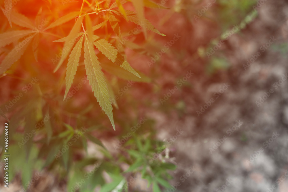 cannabis in sunset sunlight with a blurred background. cannabis in sunset sunlight with a blurred background.