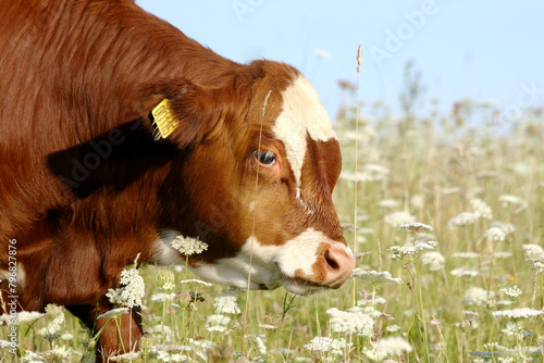 Danish cow grazing on meadow, on a summer day, close-up.