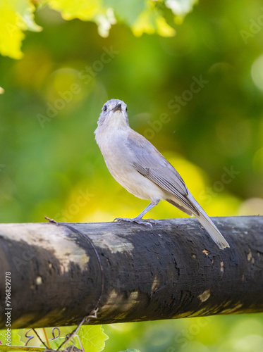 Grey Whistler small bird seen perched in a tree in native natural habitat, Queensland, Australia