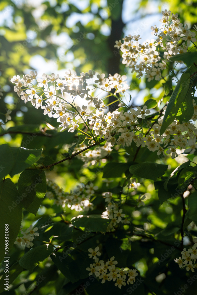 sun rays through blooming bird cherry sun rays through blooming bird cherry