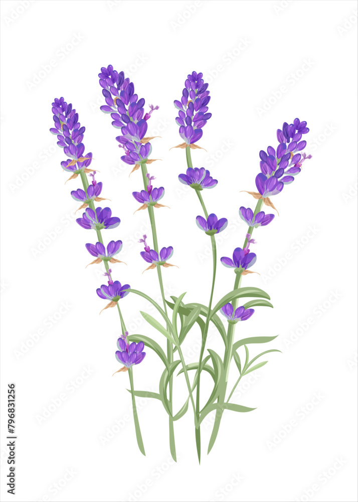 Obraz premium Set of Lavender flower plants. Botanical and healthy thematic. Aromatherapy and alternative medicine. Tiled and tillable, Wallpaper, wrapping paper design, textile, scrapbooking.