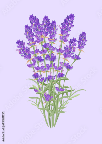 Bouquet of lavender flowers. Botanical and healthy thematic. Aromatherapy and alternative medicine. Vector illustration. 