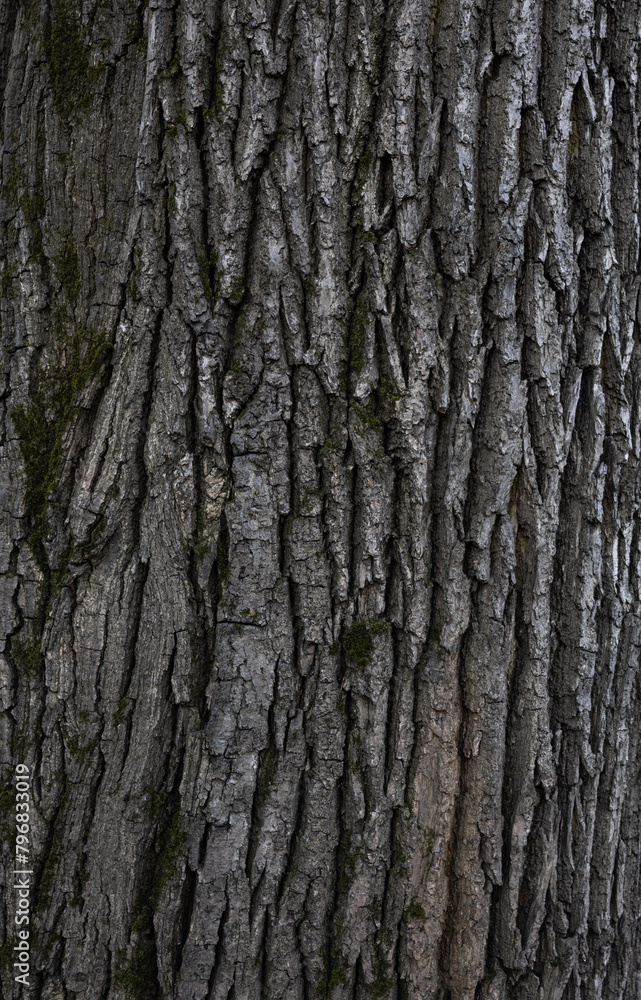 Rugged, natural wood grain pattern with earthy tones and rough, organic details Rugged, natural wood grain pattern with earthy tones and rough, organic details