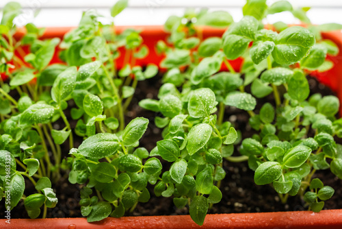 Vibrant basil seedlings sprout in a terracotta planter, their leaves dotted with fresh water droplets from recent watering. Growing microgreens in home garden on windowsill. © wifesun