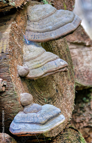 Several specimens of the tinder fungus on the cut surface of a felled tree. Fomes fomentarius.
