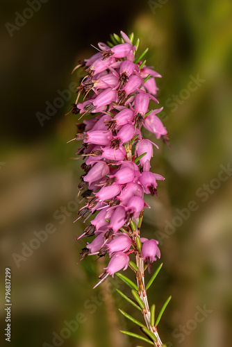pink blooming common heather - Calluna vulgaris, syn. Erica vulgaris, Ericoides vulgaris 