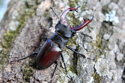 Canvas-taulu very large beautiful stag beetle on the bark of an old tree