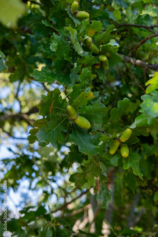 oak acorns with leaves