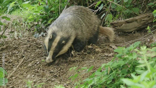badger scrapes leaves together in front of his sett