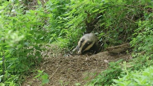 badger scrapes leaves into his sett