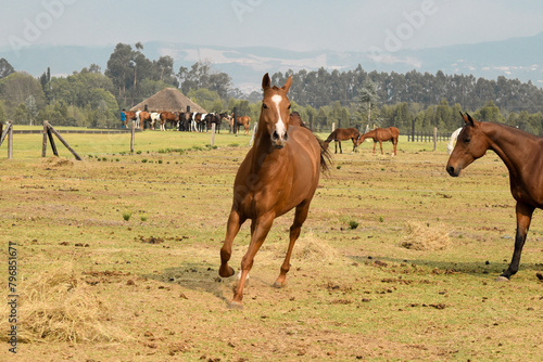 The horse gallops © AP