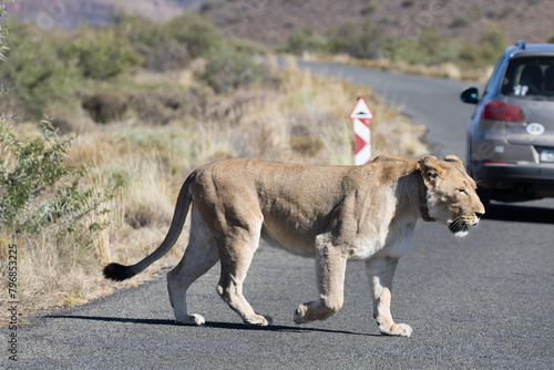 Lioness crossing road in reserve in South Africa