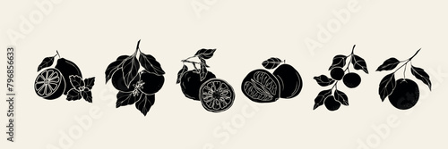 Flat vector citrus fruits. Lemon, bitter orange, yuzu, pomelo, clementine, mandarin