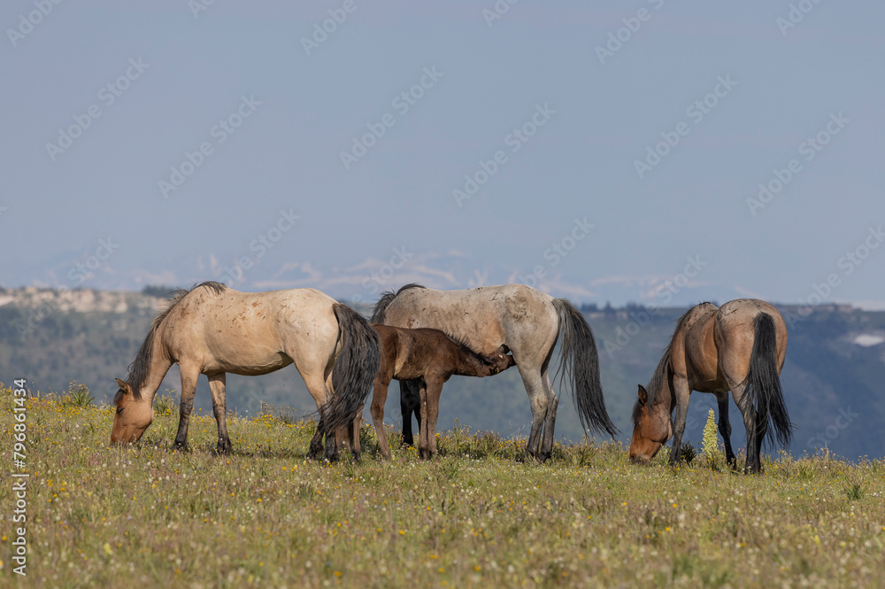 Wild Horses in the pryor Mountains Montana in Summer Wild Horses in the pryor Mountains Montana in Summer