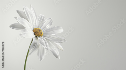 A beautiful white daisy flower in full bloom against a soft gray background. photo