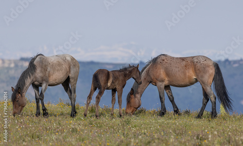 Wild Horses in the pryor Mountains Montana in Summer photo