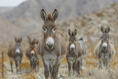 A group of wild donkeys foraging for sparse vegetation, survivors in harsh conditions, photo