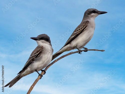 Photography bird on branch