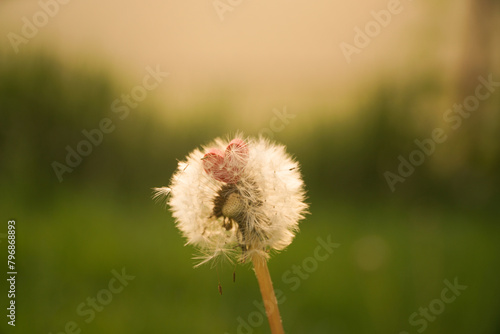a photo of a dandelion flower on which lies a red heart. Feeling of peace and unity with nature
