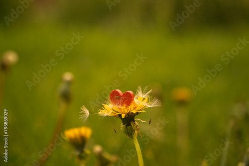 a photo of a dandelion flower on which lies a red heart. Feeling of peace and unity with nature
