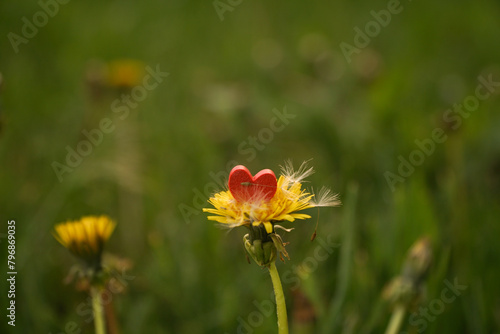 a photo of a dandelion flower on which lies a red heart. Feeling of peace and unity with nature
