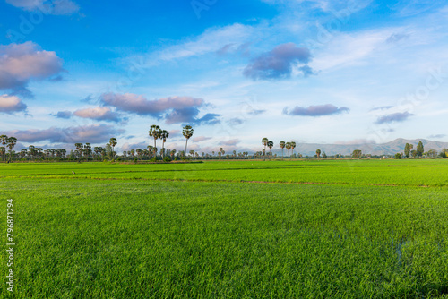 Scenery of green rice fields in Thailand,Green Rice Field with Mountains Background under Blue Sky, Chiang Mai, Thailand