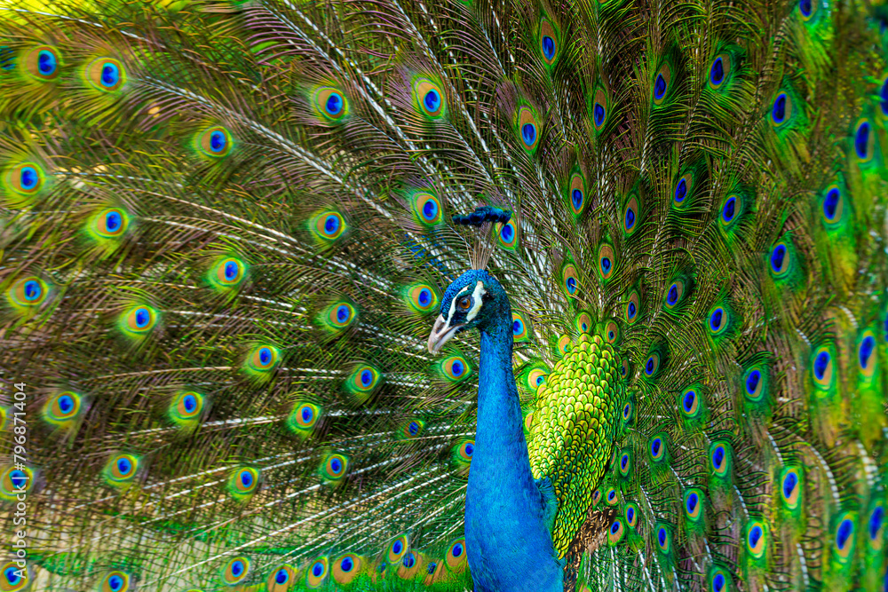 Obraz premium Peacock,Peafowl or Pavo cristatus, live in a forest natural park colorful spread tail-feathers gesture elegance. At Suan Phueng, Ratchaburi, Thailand. Leave space for banner text input. 
