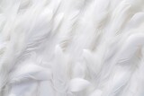 Abstract white feathers background backgrounds lightweight softness.