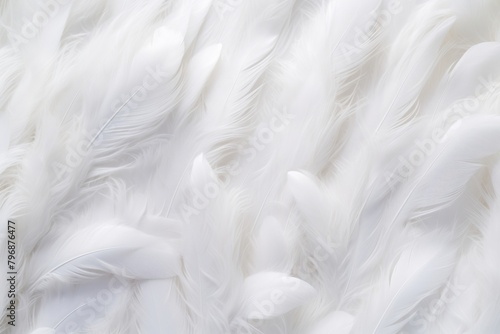 Abstract white feathers background backgrounds lightweight softness. photo