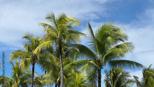 Wallpaper Mural The crowns of palm trees blowing in the wind and standing on the coast of the island of Mauritius by the sea. Behind the palm trees you can see the bright blue sky with sunshine during the day. Torontodigital.ca