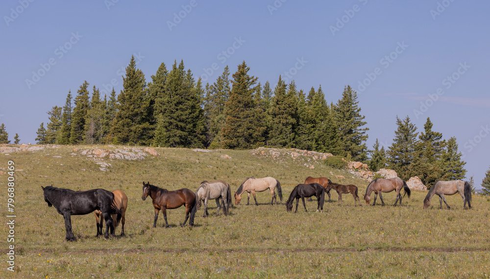Wild Horses in the pryor Mountains Montana in Summer Wild Horses in the pryor Mountains Montana in Summer