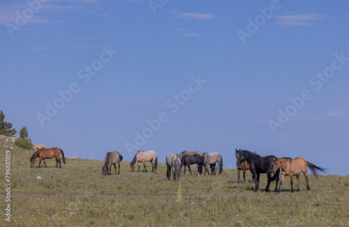 Wild Horses in the pryor Mountains Montana in Summer