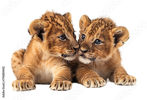 close up portrait of two baby lions playing isolated on transparent background, generatad ai