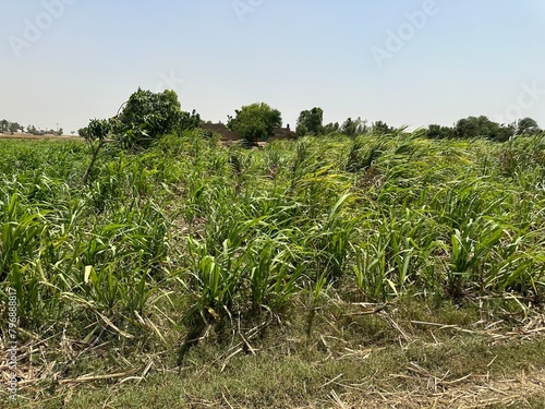 field of sugarcane