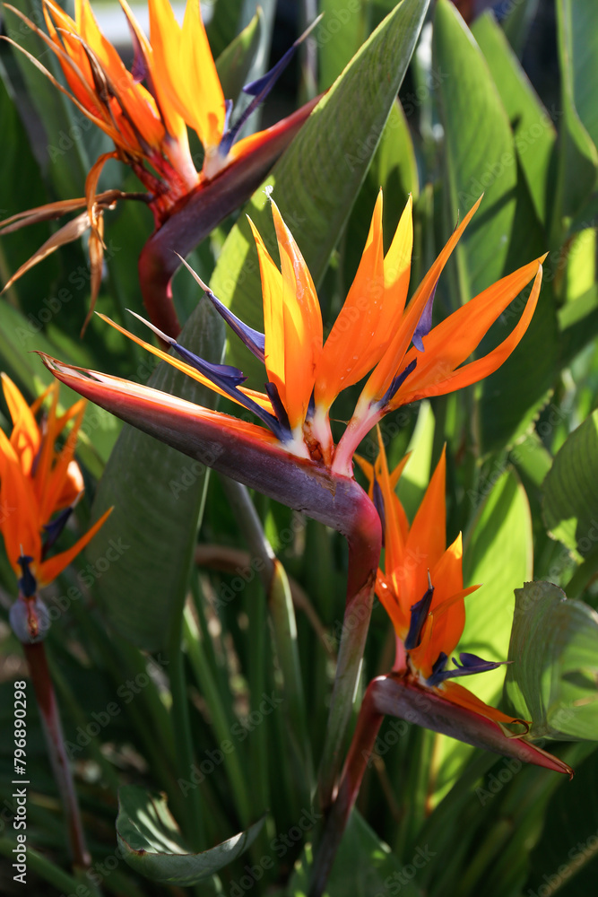 Beautiful and colorful bird of paradise flower with bright petals and big green leaves. Close up, background, copy space