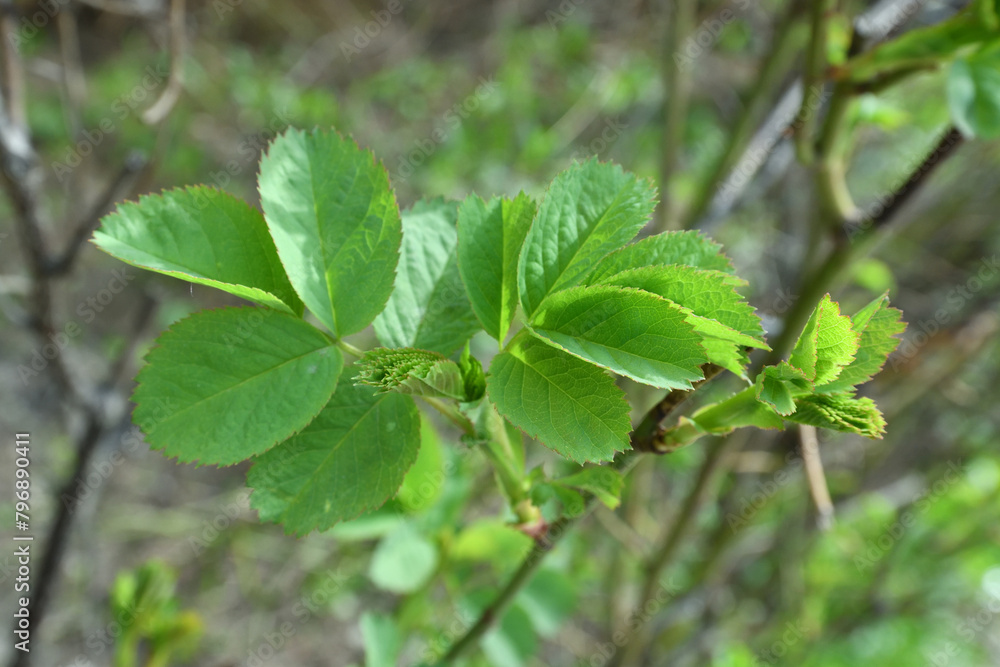 Young rosehip leaves in early spring Young rosehip leaves in early spring