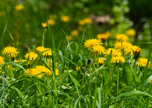 FloweriЖелтый цвет лекарственного трастения Taraxacum officinale L. придает картинке ощущения весенней или летней красоты. ng of kulbab, dandelion, Taraxacum officinale L.