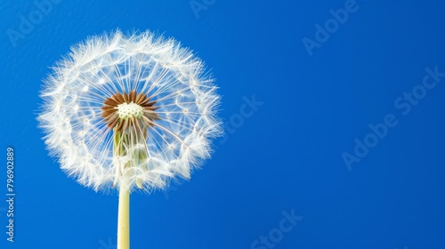   A dandelion drifts in the wind against a blue sky background