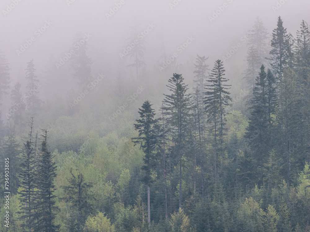 fog in the black forest fog in the black forest