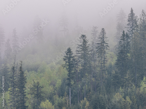 fog in the black forest