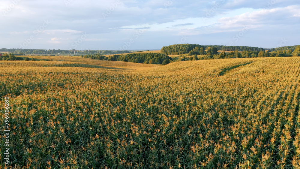 Idyllic rural landscape on summer evening in warm light of sunset. Aerial flying over hilly cornfield where corn is planted in smooth straight rows to horizon. Growing organic food in agriculture