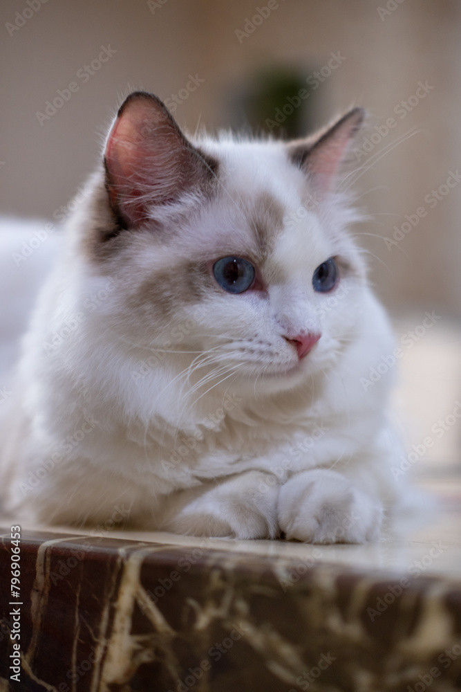 Obraz premium Cute, Ragdoll cat sitting on the table. 7 months old