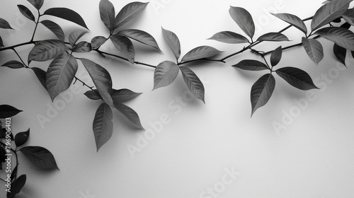   A monochrome image of a tree branch, adorned with leaves, pressed against a white backdrop