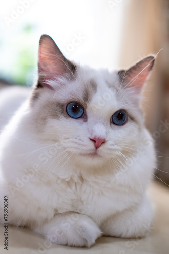 Cute, Ragdoll cat sitting on the table. 7 months old © moomusician