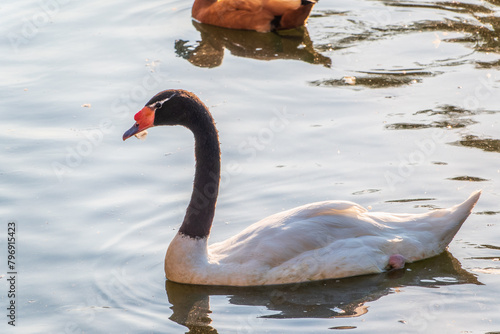 The black-necked swan, Cygnus melancoryphus, is a swan that is the largest waterfowl native to South America. The body plumage is white with a black neck and head and greyish bill photo